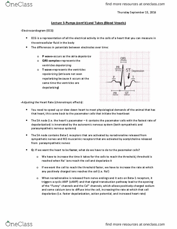 BIO 3302 Lecture Notes - Lecture 3: Cardiac Output, Viscosity, Capillary thumbnail