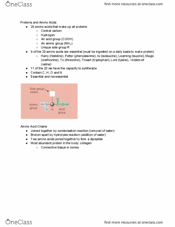 KINESIOL 1F03 Lecture Notes - Lecture 8: Altera, Hemoglobin, Red Blood Cell thumbnail