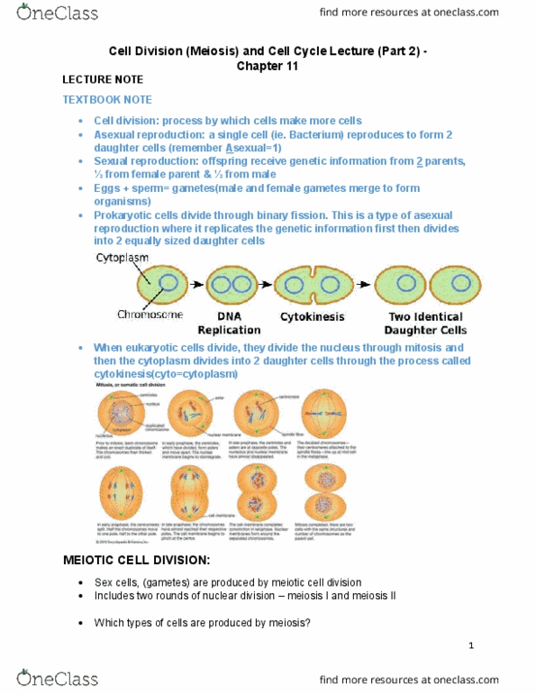 BIOL 1010U Lecture Notes - Lecture 16: Growth Factor, Protein Kinase, P53 thumbnail