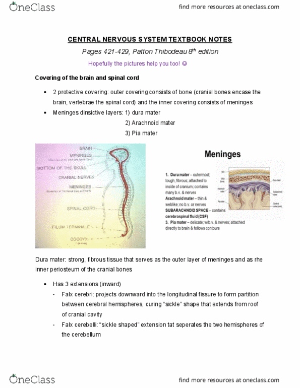 HLSC 1200U Chapter Notes - Chapter 14: Foramen Magnum, Nerve Root, Vestibulospinal Tract thumbnail