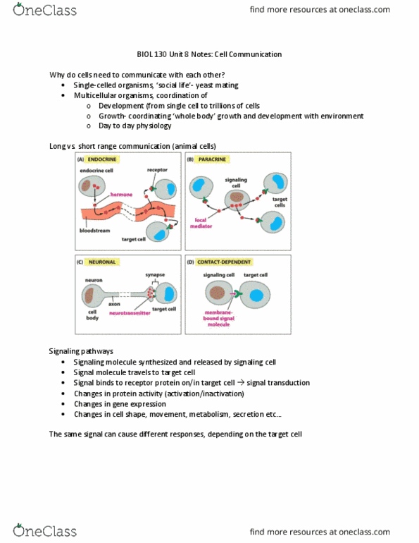 SCI397 Lecture Notes - Lecture 4: Mitogen-Activated Protein Kinase Kinase, Phosphorylase, Smooth Muscle Tissue thumbnail