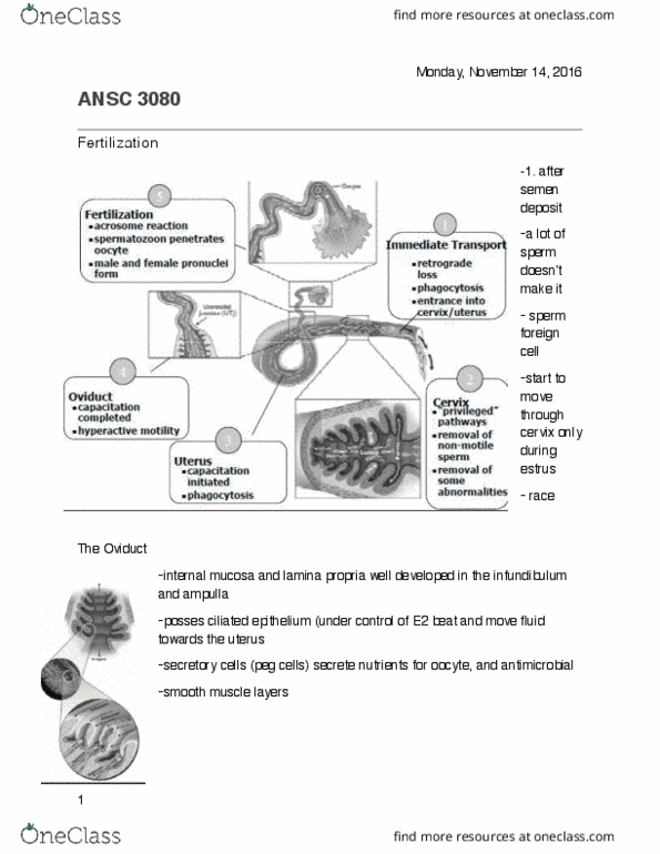 ANSC 3080 Lecture 22: Fertilization thumbnail