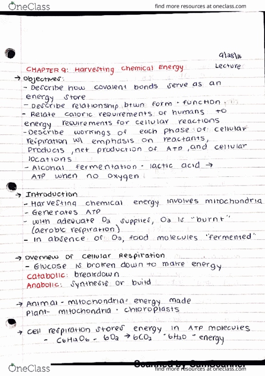 BSC 2010C Lecture Notes - Lecture 13: Osmosis, Glycolysis, Cytoplasm thumbnail