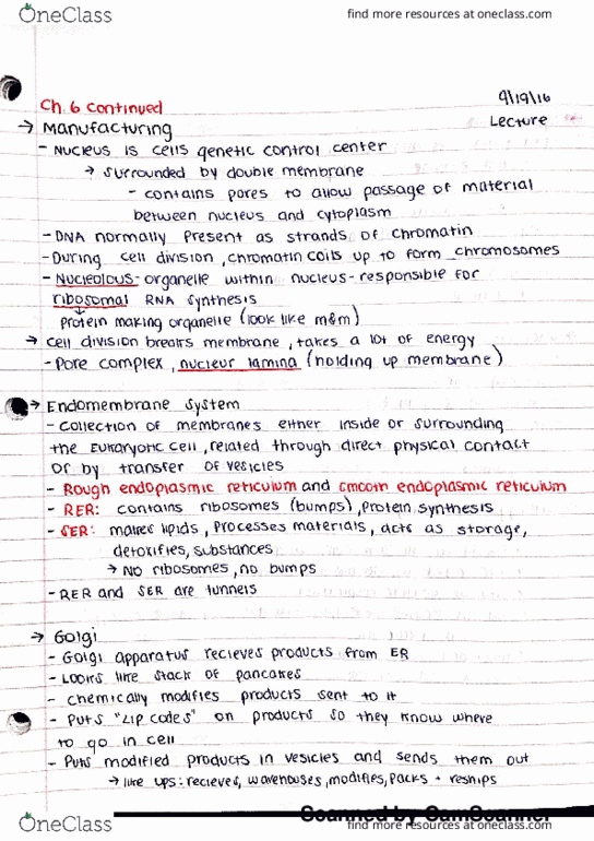 BSC 2010C Lecture Notes - Lecture 9: Globular Protein, Photosynthesis, Bes thumbnail
