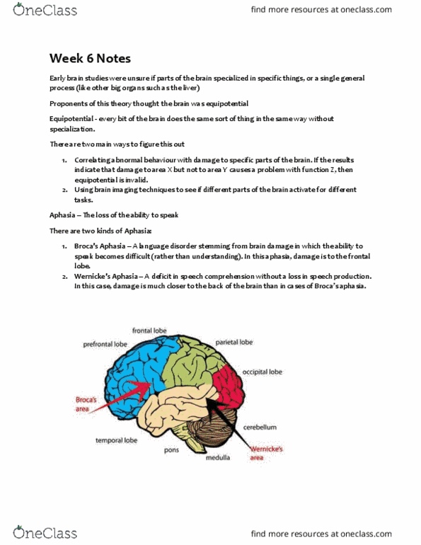 PSYC 100 Lecture Notes - Lecture 6: Primary Olfactory Cortex, Optic Chiasm, Explicit Memory thumbnail