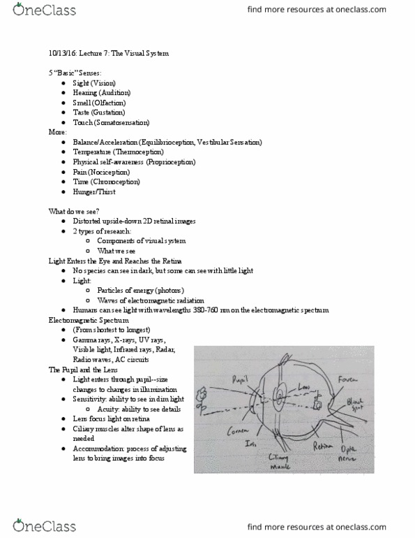 PSYCH 15 Lecture Notes - Lecture 7: Visual Cortex, Lateral Geniculate Nucleus, Retinotopy thumbnail