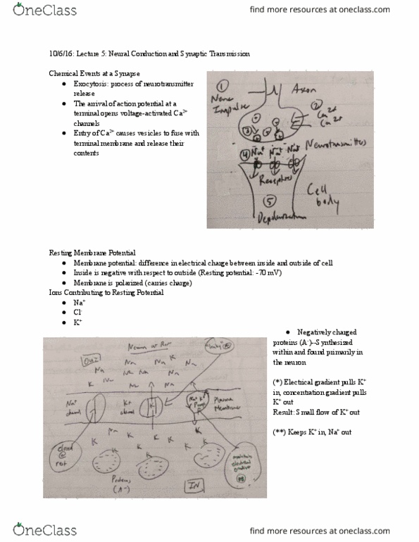 PSYCH 15 Lecture Notes - Lecture 5: Inhibitory Postsynaptic Potential, Membrane Potential, Resting Potential thumbnail