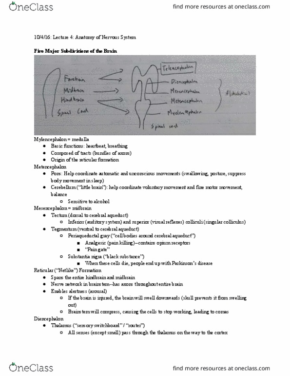 PSYCH 15 Lecture Notes - Lecture 4: Cerebrum, Corpus Callosum, Libido thumbnail
