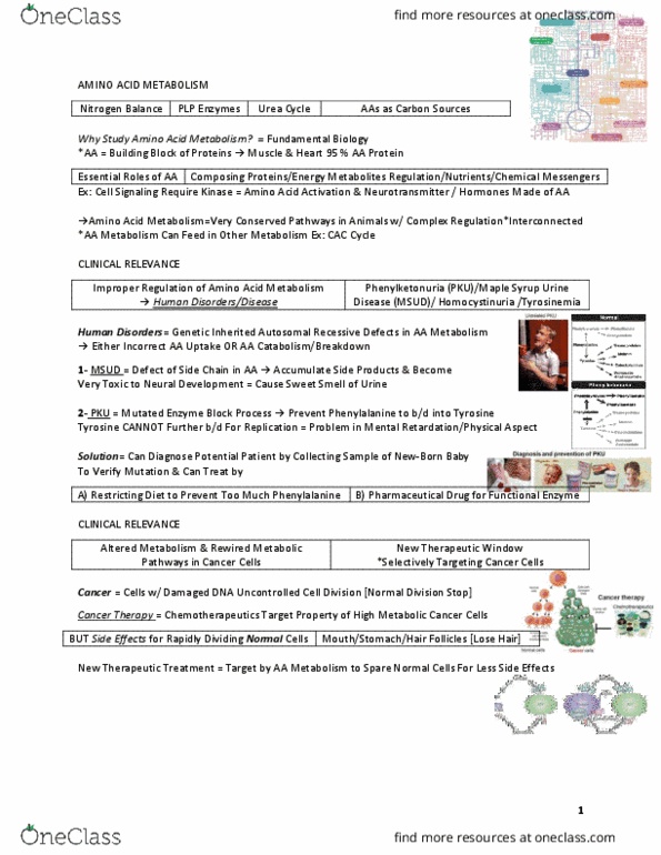 BIOC 311 Lecture Notes - Lecture 99: Mitochondrion, Hyperammonemia, Glycogen thumbnail