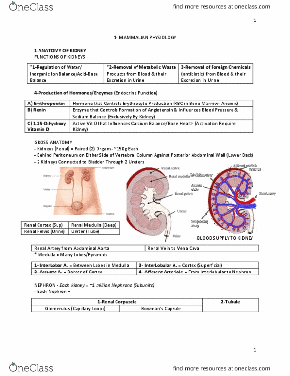 PHGY 209 Lecture Notes - Lecture 17: Creatinine, Toxin, Alpha-Amylase thumbnail