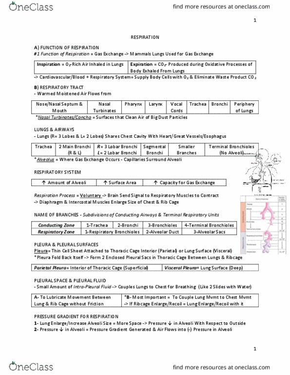 PHGY 210 Lecture Notes - Lecture 14: Cartilage, Underweight, Formaldehyde thumbnail