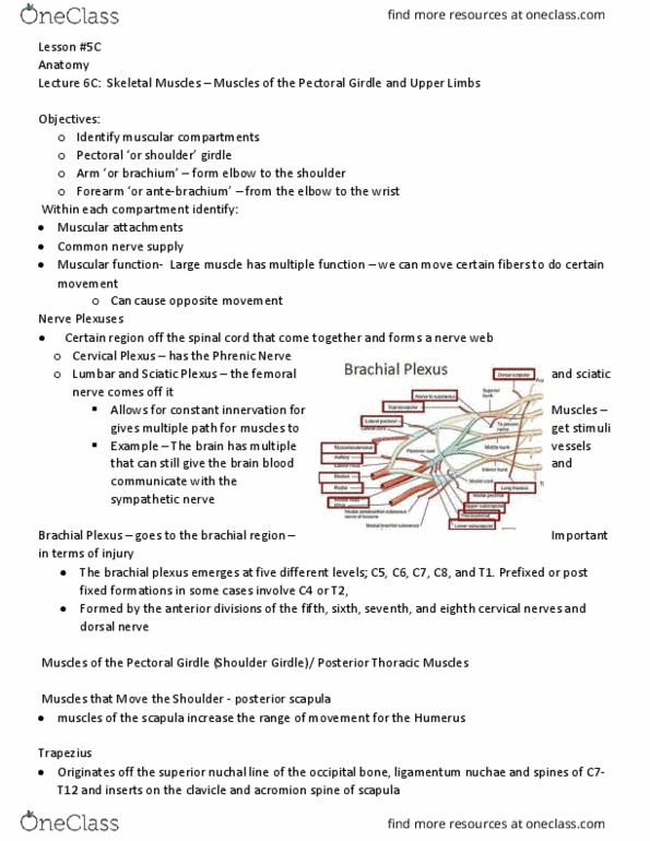 Health Sciences 2300A/B Chapter Notes - Chapter 9-10: Nuchal Ligament, Shoulder Girdle, Bicipital Groove thumbnail