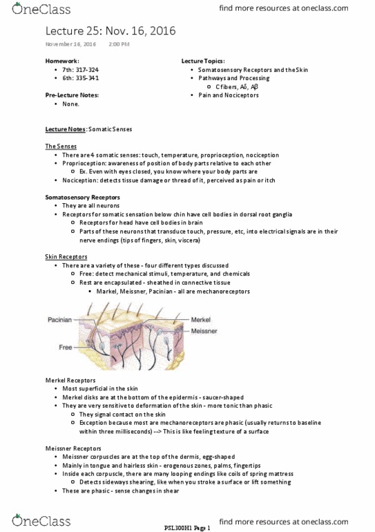 PSL300H1 Lecture Notes - Lecture 25: Somatosensory System, Dorsal Root Ganglion, Posterior Grey Column thumbnail
