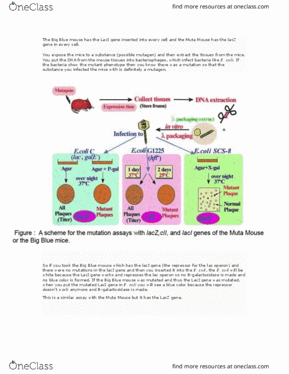 BIOLOGY 1A03 Lecture Notes - Lecture 3: Blue Mouse Theatre, Lactose Permease, Lac Operon thumbnail