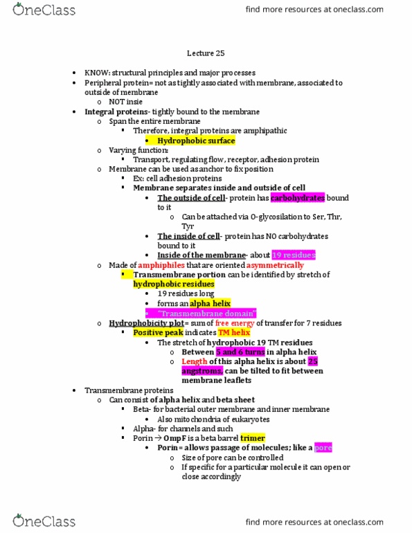 BCHS 3304 Lecture Notes - Lecture 25: Bacterial Outer Membrane, Alpha Helix, Beta Barrel thumbnail