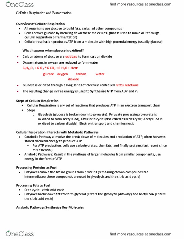 BIOL 1100 Lecture Notes - Lecture 13: Acetyl-Coa, Cellular Respiration, Citric Acid Cycle thumbnail