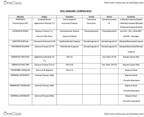 ANAT 315 Lecture Notes - Lecture 99: Subclavius Muscle, Clavicle, Iliocostalis thumbnail