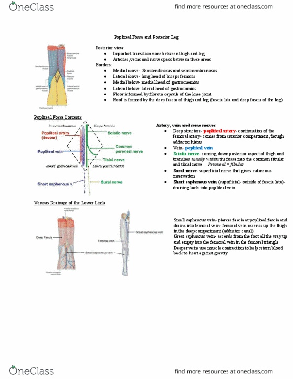 Anatomy and Cell Biology 2221 Lecture Notes - Lecture 7: Posterior Tibial Artery, Anterior Tibial Artery, Great Saphenous Vein thumbnail