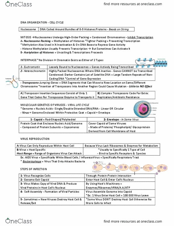 BIOL 112 Lecture Notes - Lecture 11: Enterobacteria Phage T4, Rna Virus, Dna Virus thumbnail