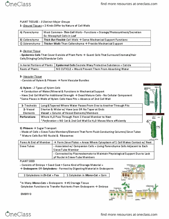 BIOL 112 Lecture Notes - Lecture 17: Seedling, Coleoptile, Radicle thumbnail