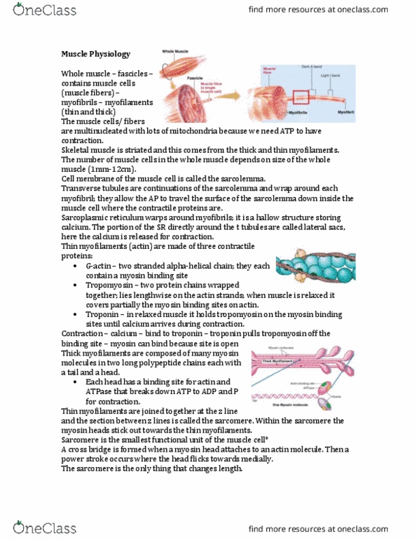 Physiology 2130 Lecture Notes - Lecture 5: Sliding Filament Theory, Endoplasmic Reticulum, Neuromuscular Junction thumbnail