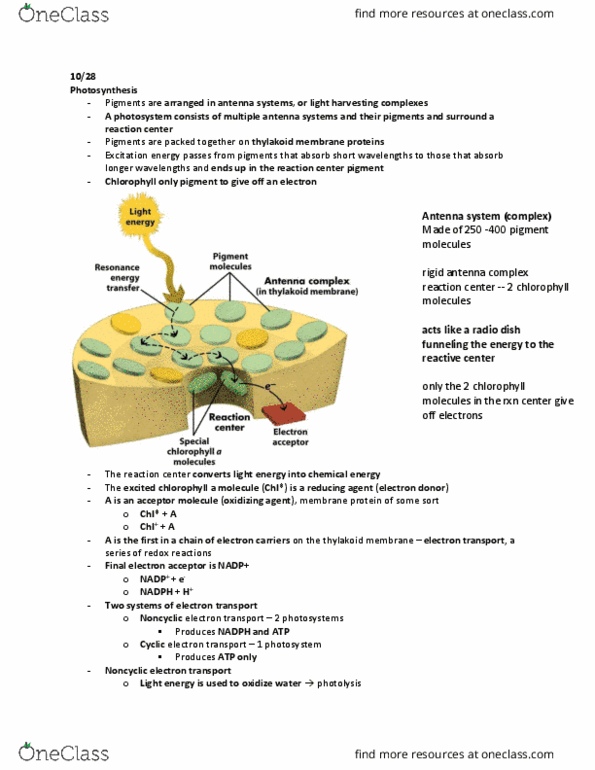 BIOS 10161 Lecture Notes - Lecture 23: Photosynthetic Reaction Centre, Photosystem I, Electron Transport Chain thumbnail