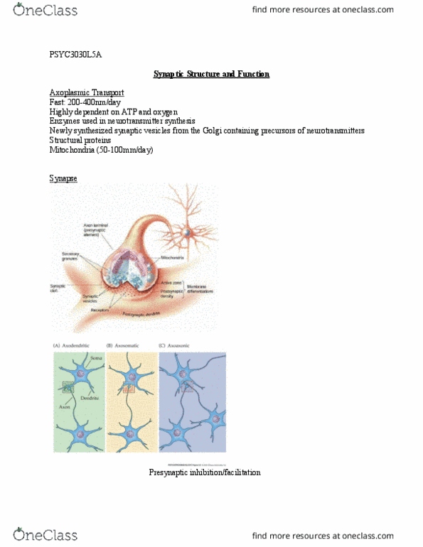 PSYC 3030 Lecture Notes - Lecture 5: Botulinum Toxin, Quaternary Ammonium Cation, Neuroglia thumbnail