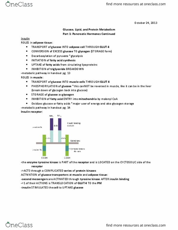 BIOS 4500 Lecture Notes - Lecture 28: Gestational Diabetes, Glycogen Synthase, Malonyl-Coa thumbnail