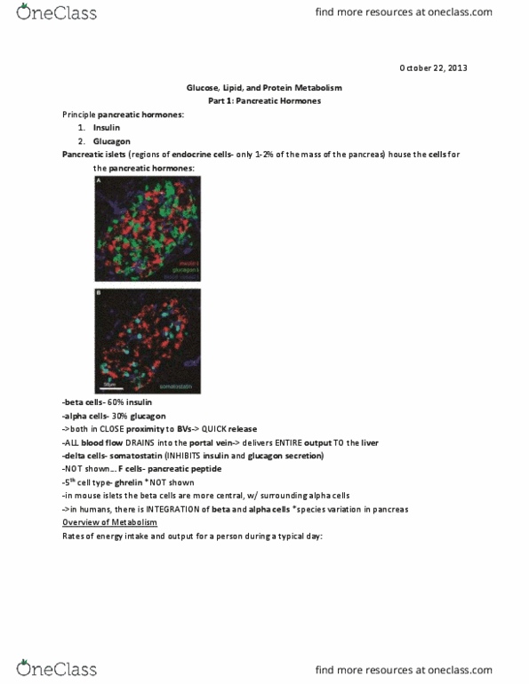 BIOS 4500 Lecture Notes - Lecture 10: Pancreatic Islets, Pancreas, Pancreatic Polypeptide thumbnail