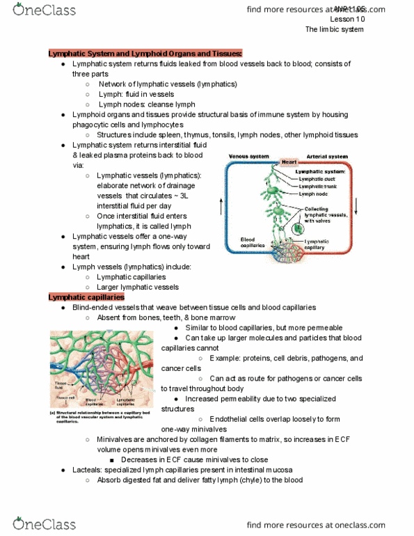 ANP 1105 Lecture Notes - Lecture 10: Limbic System, Subclavian Vein, Reticular Connective Tissue thumbnail
