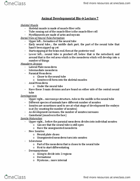 BIOC19H3 Lecture Notes - Lecture 7: Paraxial Mesoderm, Neural Tube, Intermediate Mesoderm thumbnail