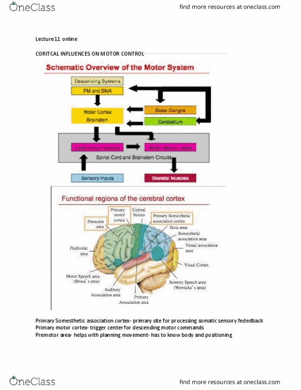 KNES 385 Lecture Notes - Lecture 22: Primary Motor Cortex, Prefrontal Cortex, Sensory Cortex thumbnail