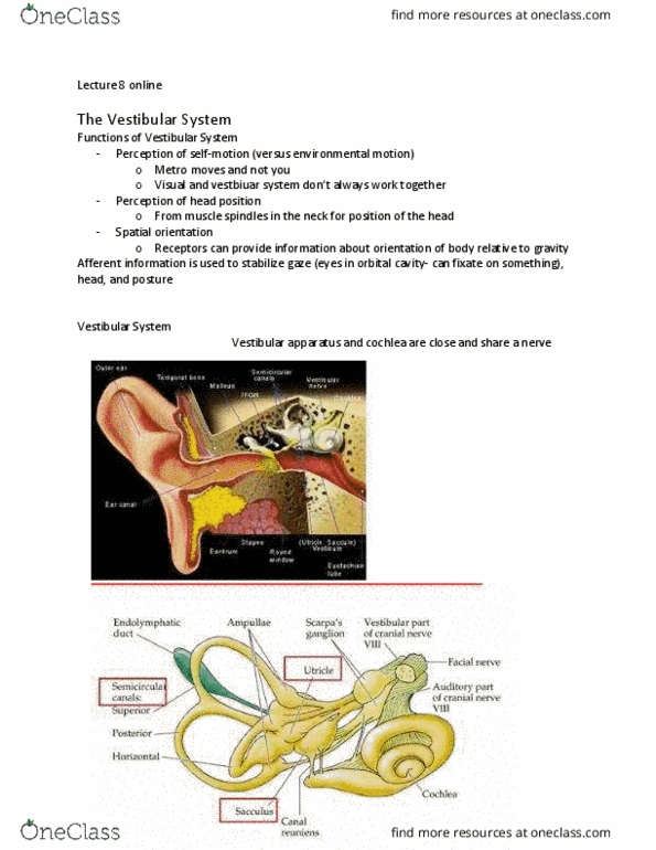 KNES 385 Lecture Notes - Lecture 20: Semicircular Canals, Endolymph, Vestibular System thumbnail