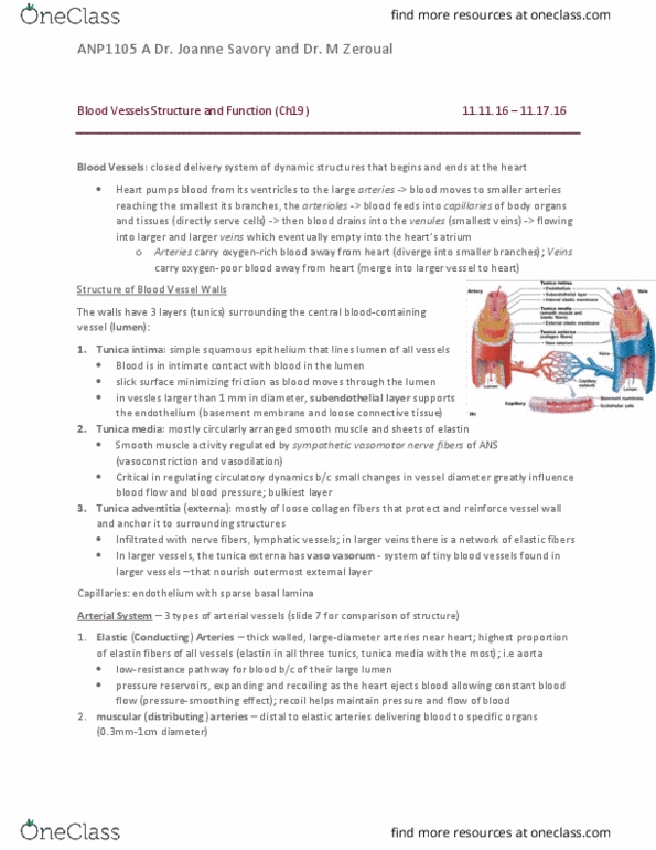 ANP 1105 Chapter Notes - Chapter 19: Extracellular Fluid, Epithelium, Tunica Intima thumbnail