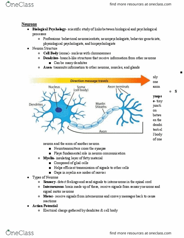 PSYC 1101 Lecture Notes - Lecture 3: Action Potential, Acetylcholine, Myelin thumbnail