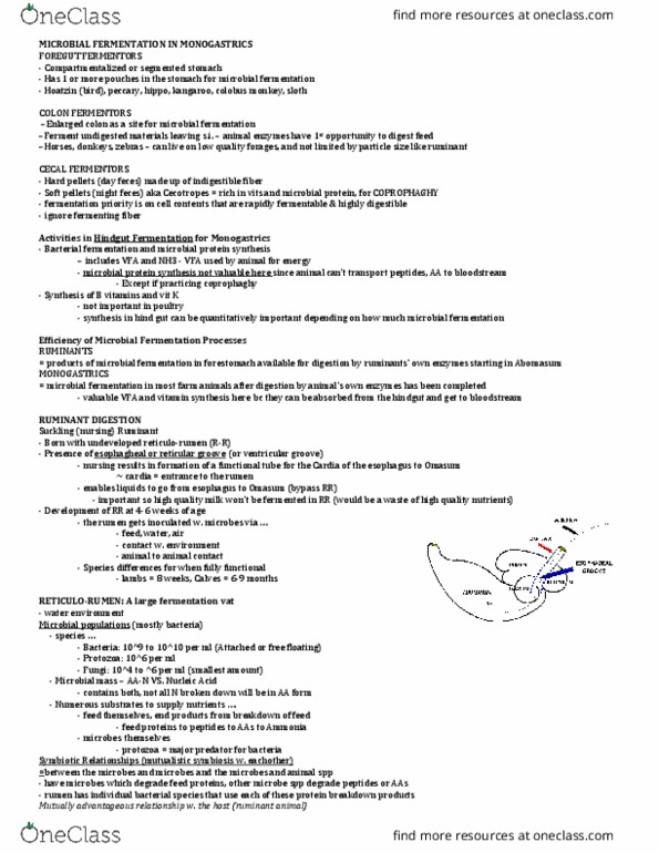 ANSC 3120 Lecture Notes - Lecture 11: Gluconeogenesis, Bicarbonate, Micellar Solubilization thumbnail