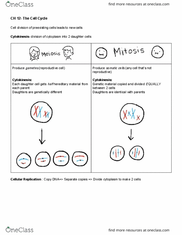 BIOL 1361 Lecture 12: Ch12 Cell Cycle thumbnail