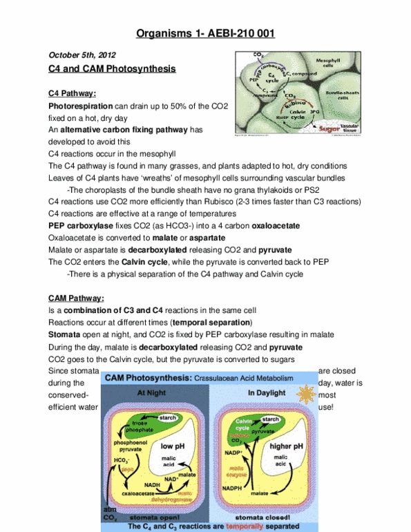 AEBI 210 Lecture Notes - Vascular Bundle, C4 Carbon Fixation, Malic Acid thumbnail