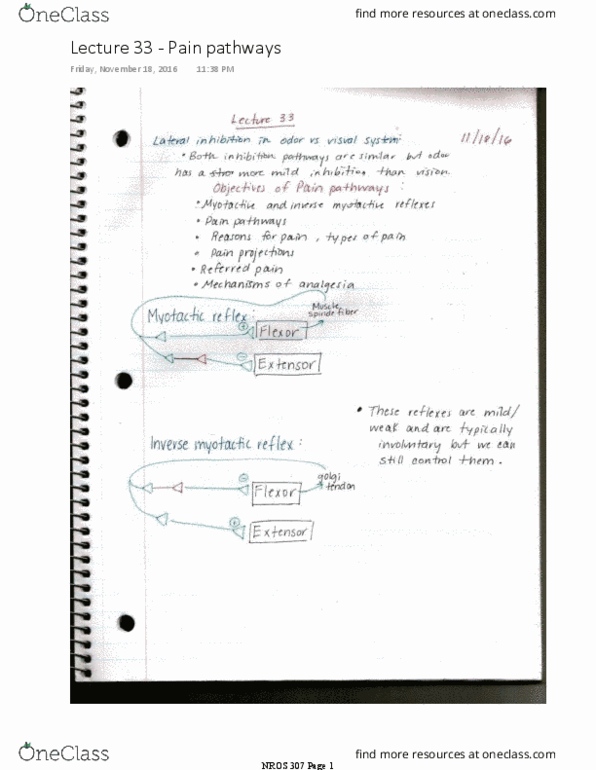 NROS 307 Lecture 33: Lecture 33 - Pain pathways 1_AF thumbnail