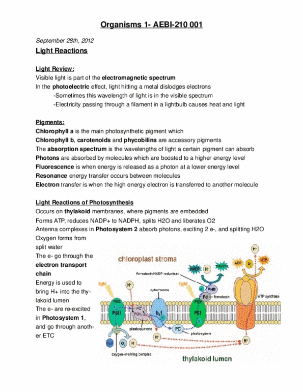 AEBI 210 Lecture Notes - Accessory Pigment, Photosynthetic Pigment, Electromagnetic Spectrum thumbnail