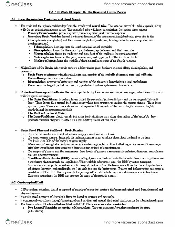 Anatomy and Physiology HAP101 Chapter Notes - Chapter 14: Supraoptic Nucleus, Medial Longitudinal Fissure, Superior Colliculus thumbnail