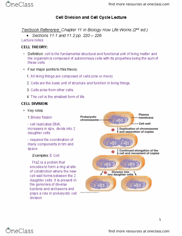 BIOL 1010U Lecture Notes - Lecture 15: Centromere, Microsoft Powerpoint, Sister Chromatids thumbnail