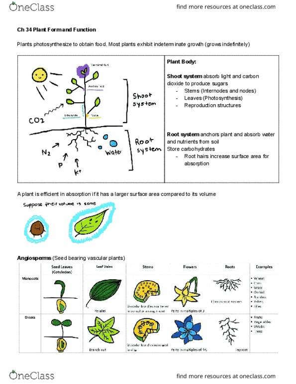 BIOL 1361 Lecture Notes - Lecture 34: Lignin, Flowering Plant, Root Cap thumbnail