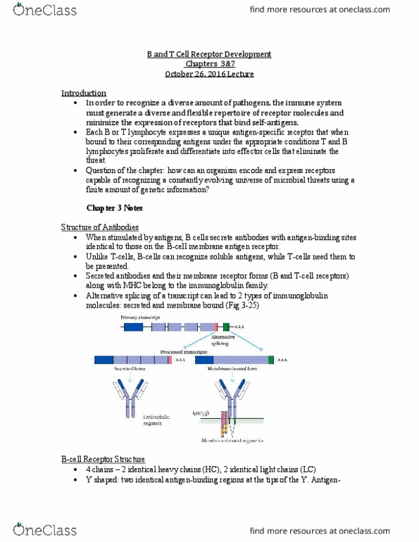 BIOL 3120 Chapter Notes - Chapter 3&7: Polyadenylation, V(D)J Recombination, Adaptive Immune System thumbnail