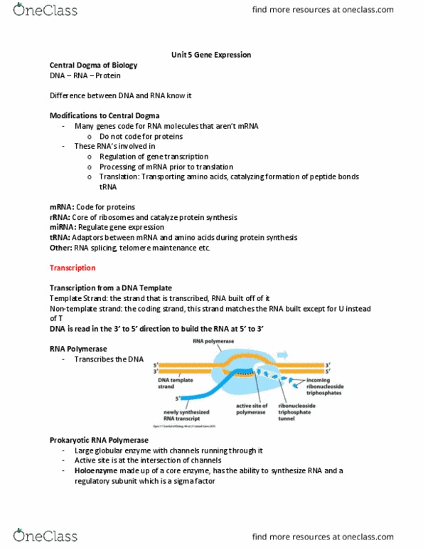 BIOL130 Lecture Notes - Lecture 5: Transferase, Glycosylation, Chloramphenicol thumbnail