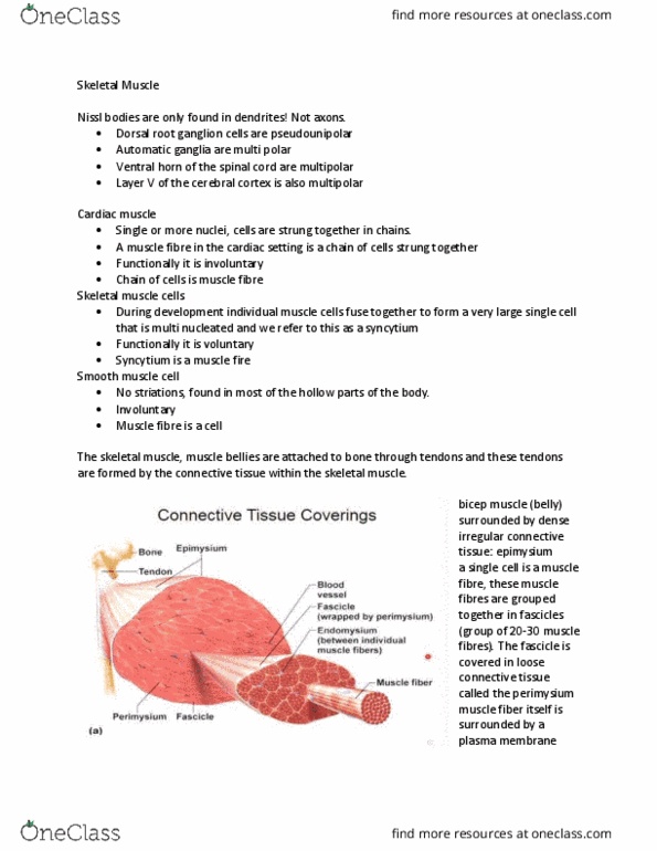 Anatomy and Cell Biology 3309 Chapter Notes - Chapter 9: Titin, Zone (Band), Troponin T thumbnail