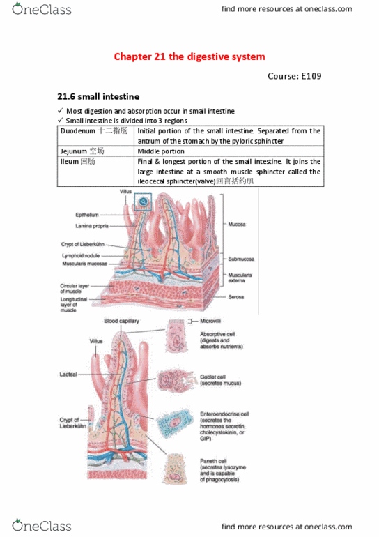 BIO SCI E109 Chapter 21: E109 21.6 structure of small intestine thumbnail
