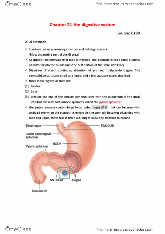 BIO SCI E109 Chapter 21: E109 21.4 structure of stomach thumbnail