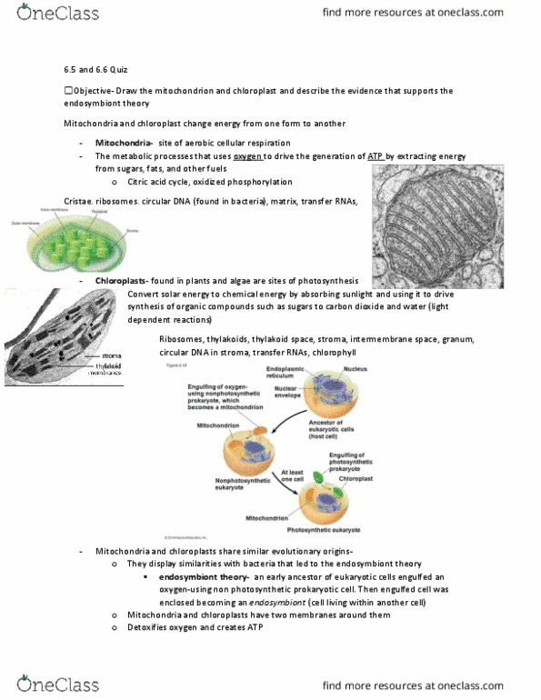 BIOL 130 Lecture Notes - Lecture 14: Amylose, Paramecium, Plat thumbnail