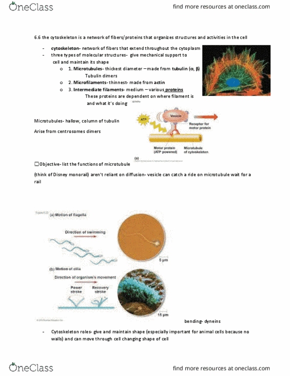 BIOL 130 Lecture Notes - Lecture 15: Endoplasmic Reticulum, Intermediate Filament, Tubulin thumbnail